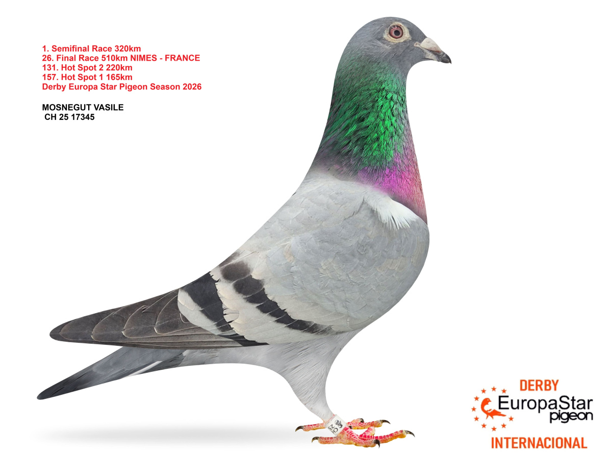 Derby Europa Star Pigeon · Season 2026 - part 2