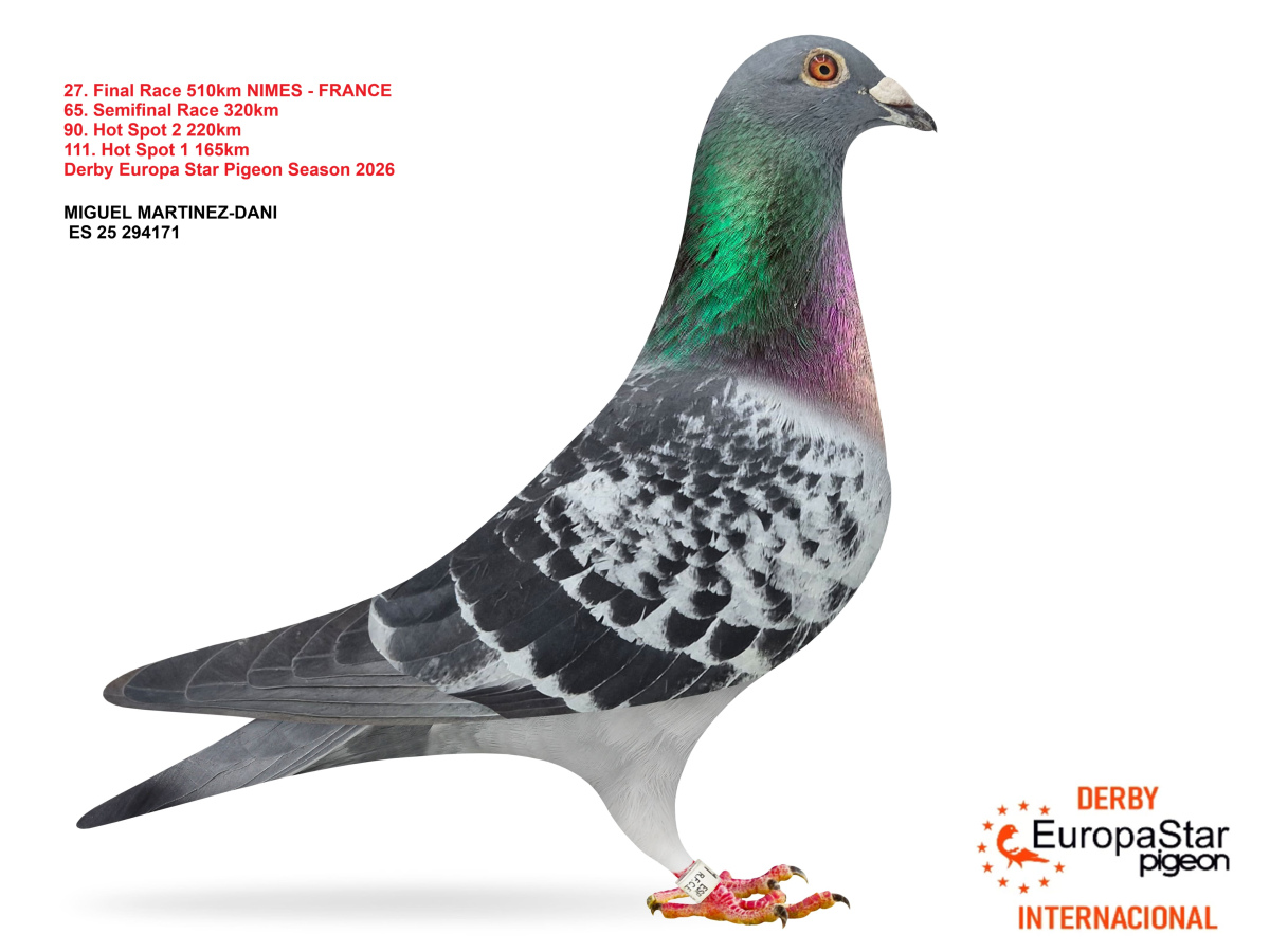 Derby Europa Star Pigeon · Season 2026 - part 2