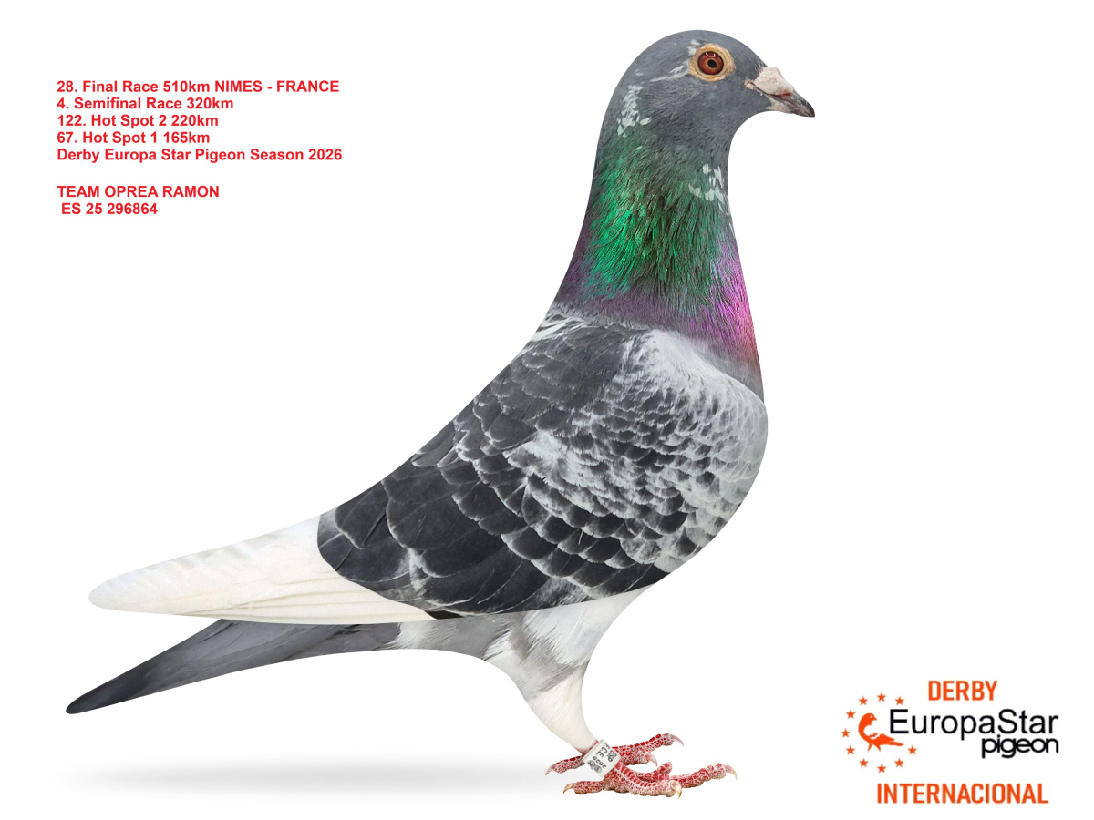 Derby Europa Star Pigeon · Season 2026 - part 2