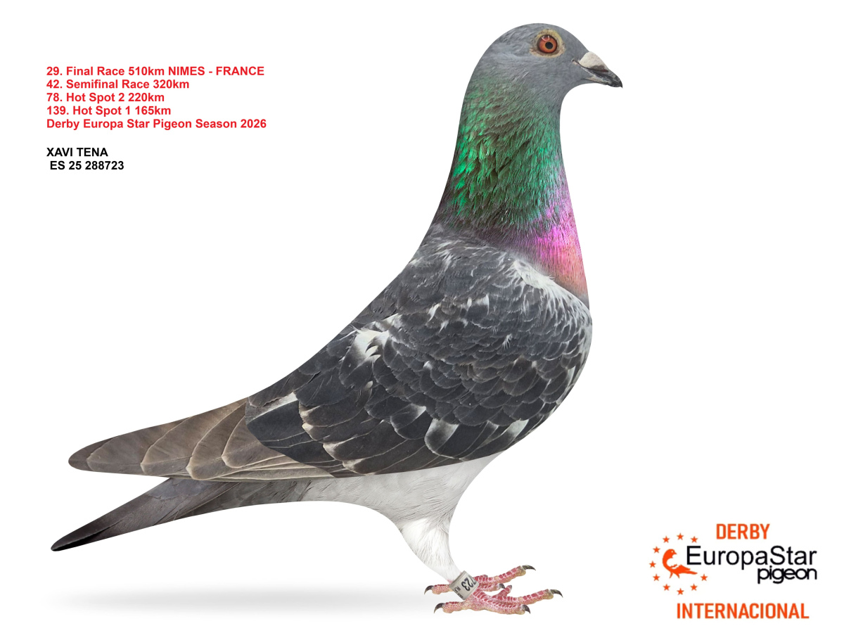 Derby Europa Star Pigeon · Season 2026 - part 2