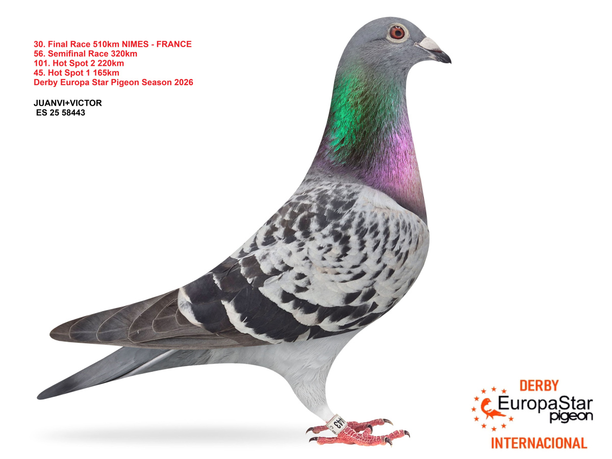 Derby Europa Star Pigeon · Season 2026 - part 2