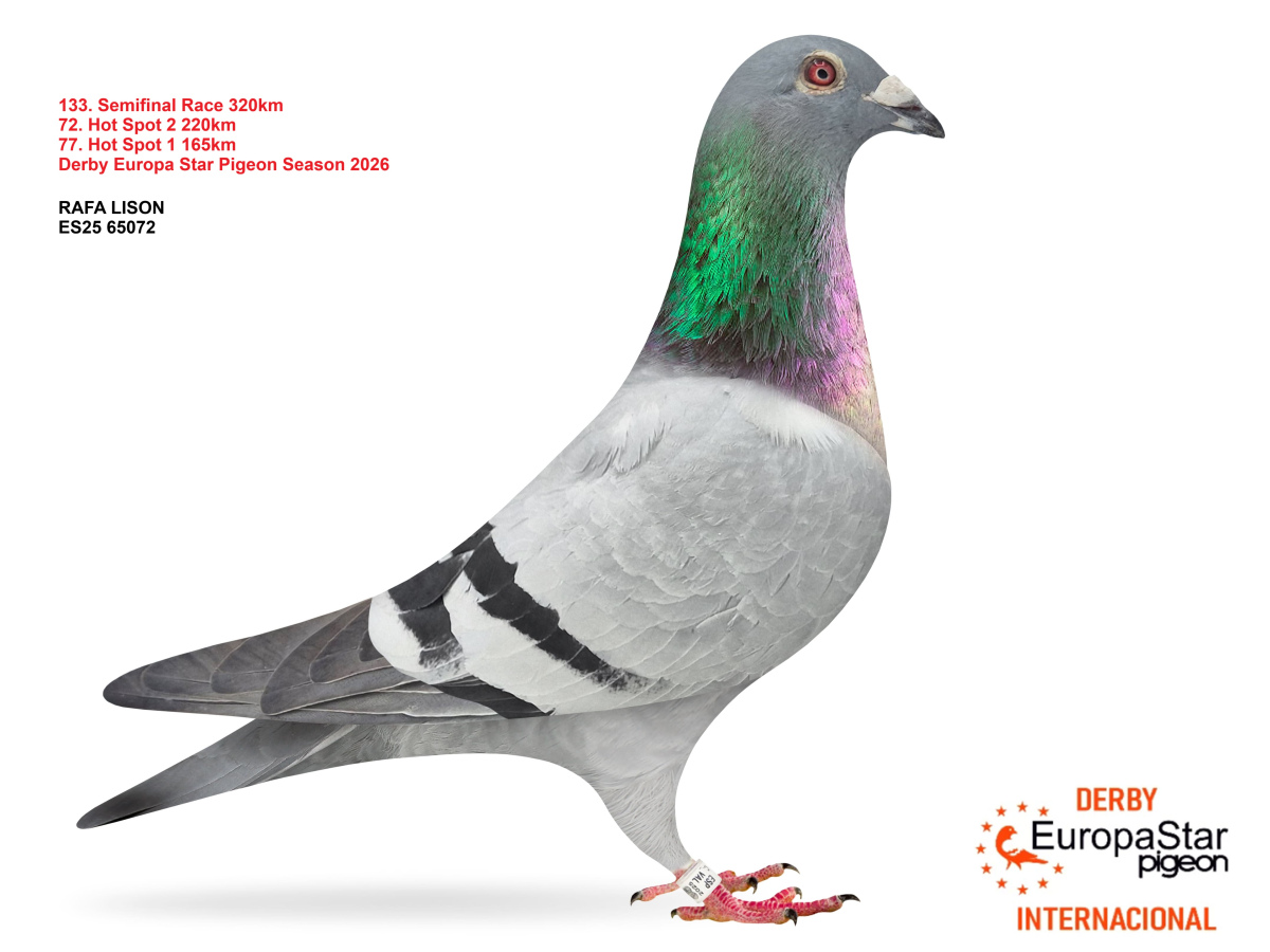 Derby Europa Star Pigeon · Season 2026 - part 2