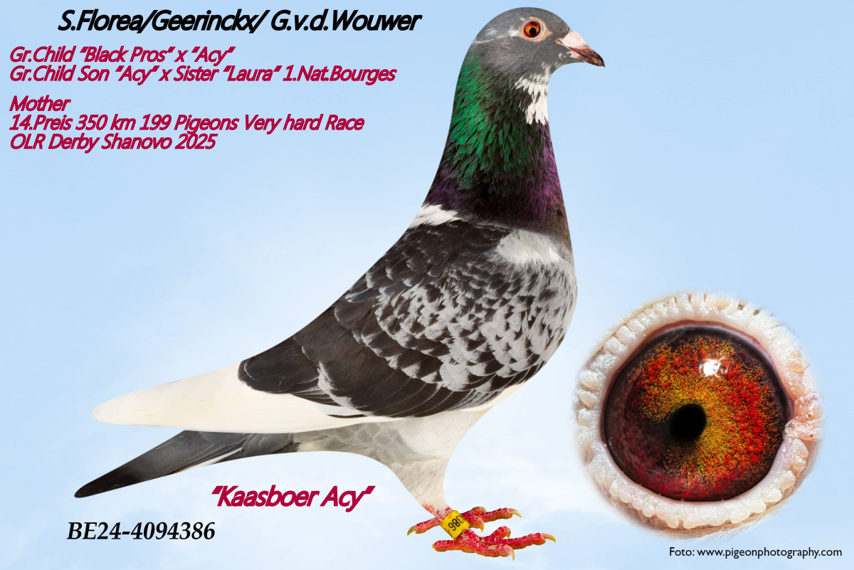 KARL - HEINZ WICHERT
 DV 2618 25 401 - Injured/Accidentat la aripa !
  
