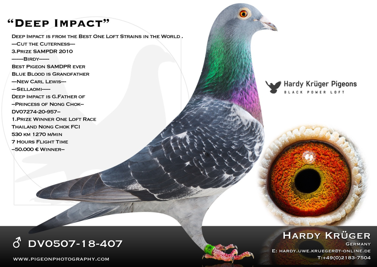HARDY KRUEGER
 DV 7274 25 465 - Late return / Injured !