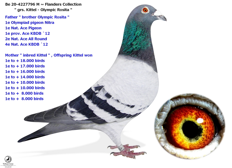 RA-PIGEON LOFT
 RO 25 420898  - Late return from Hot Spot 3
