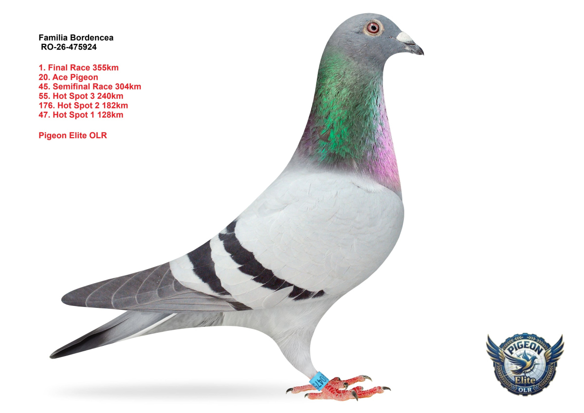 Pigeon Elite OLR 