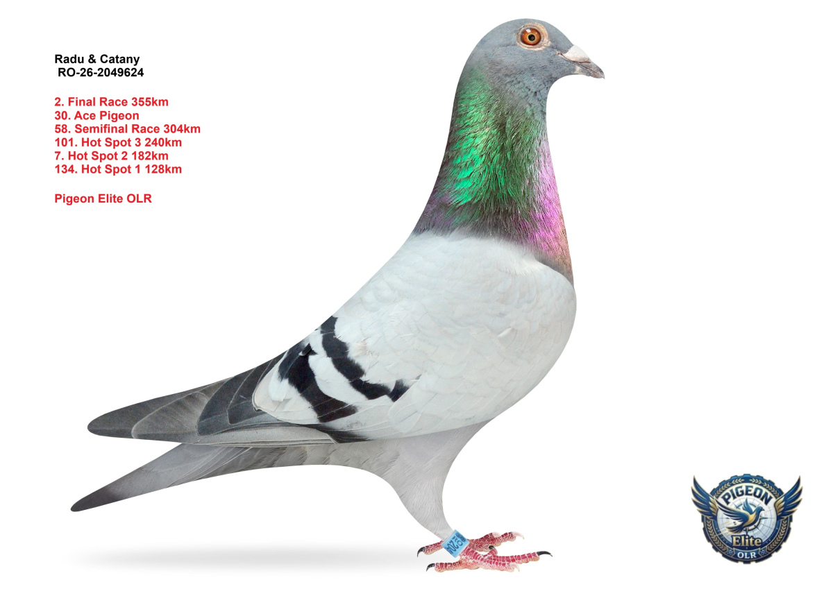 Pigeon Elite OLR 
