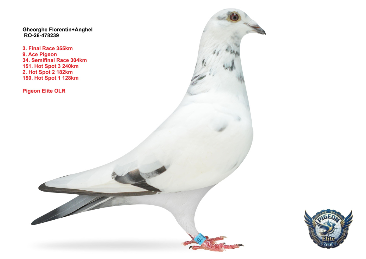 Pigeon Elite OLR 