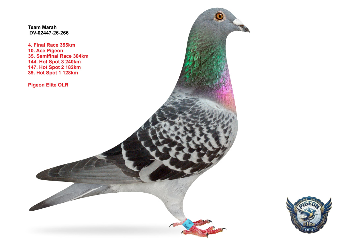 Pigeon Elite OLR 