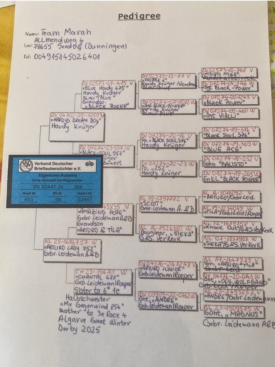 

4. Final Race 355km ,
10. Ace Pigeon,
35. Semifinal Race 304km 


Pigeon Elite OLR  Team Marah
 DV-02447-26-266