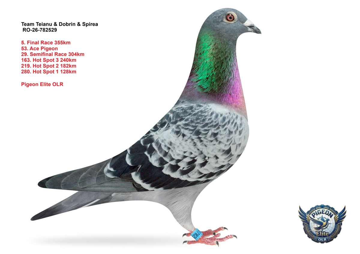 Pigeon Elite OLR 