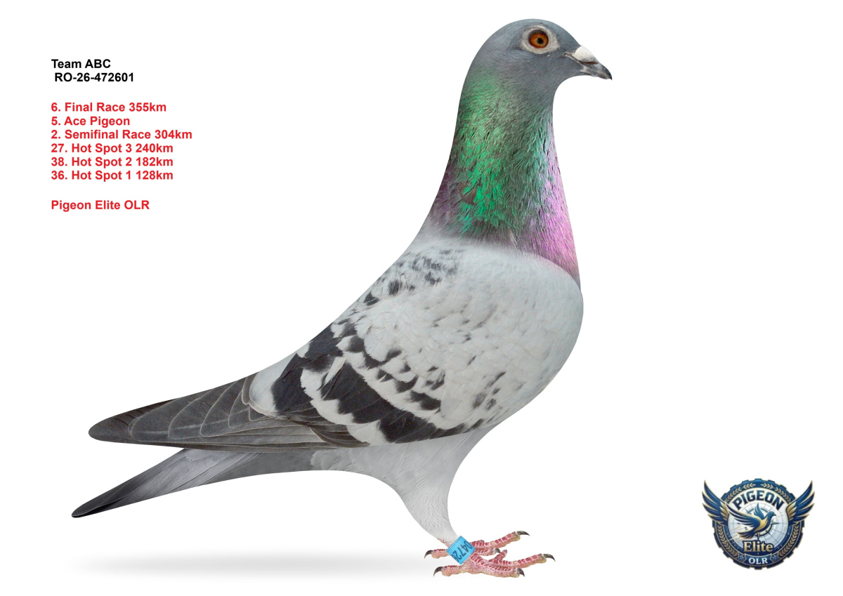 Pigeon Elite OLR 