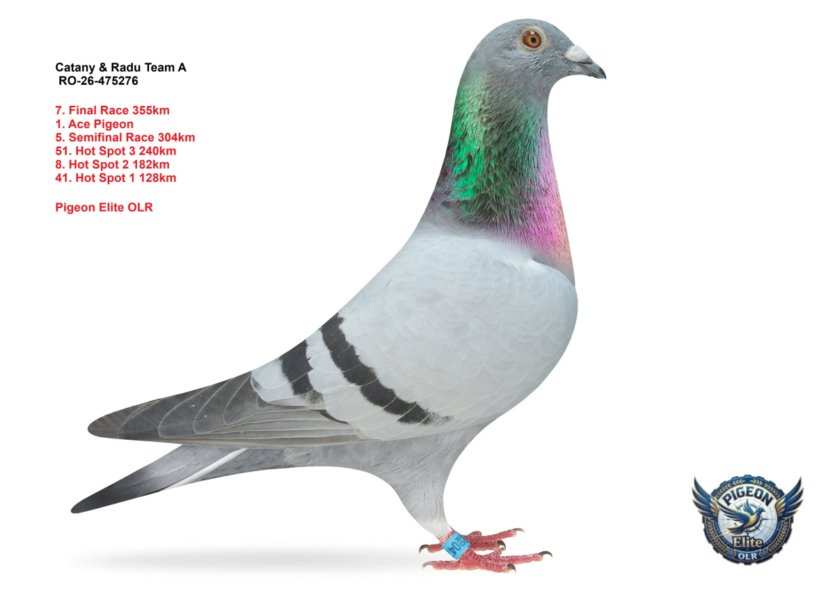 Pigeon Elite OLR 