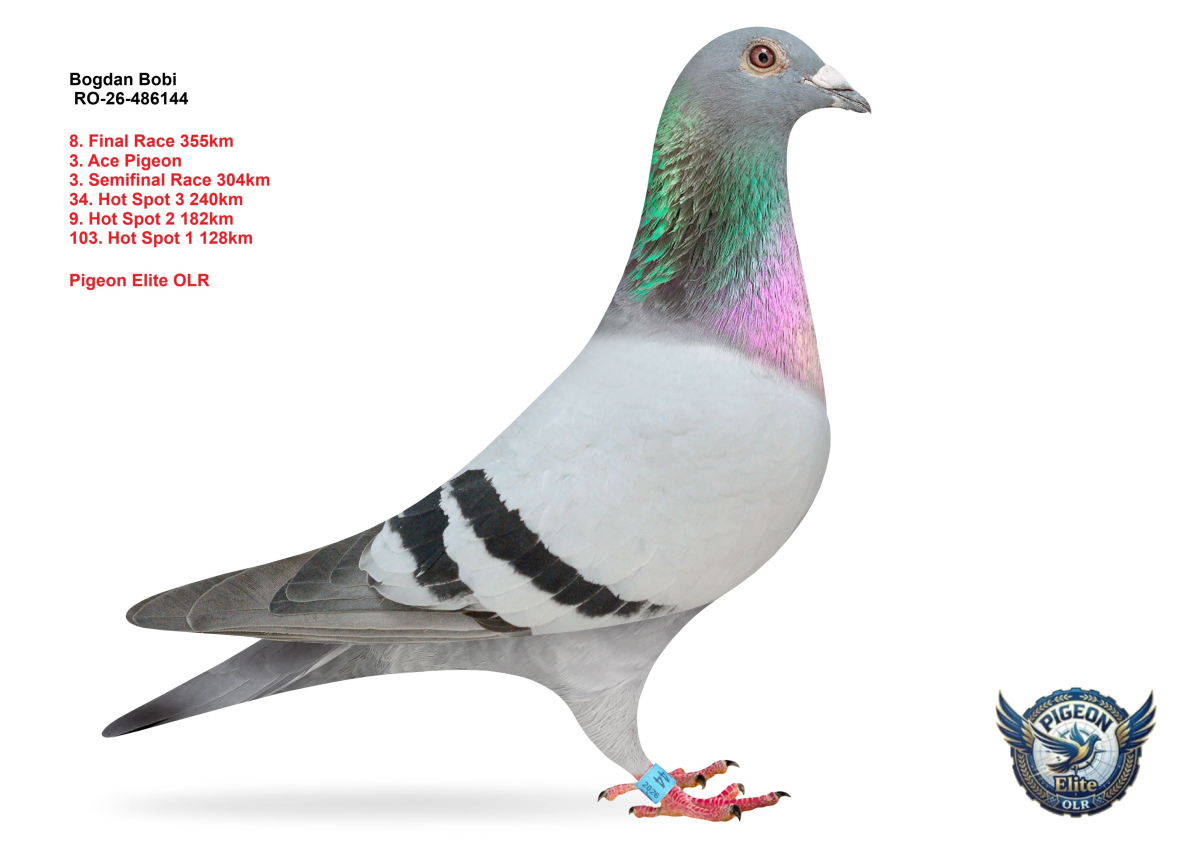 Pigeon Elite OLR 
