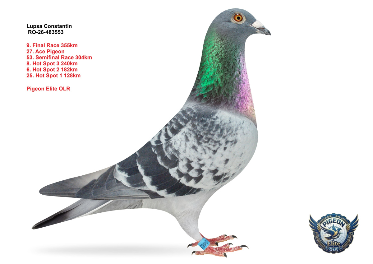 Pigeon Elite OLR 