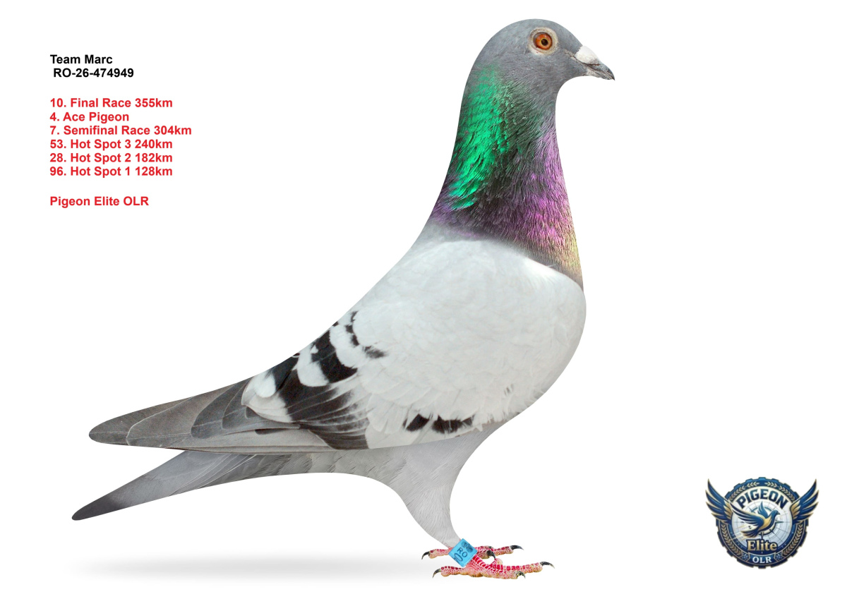 Pigeon Elite OLR 