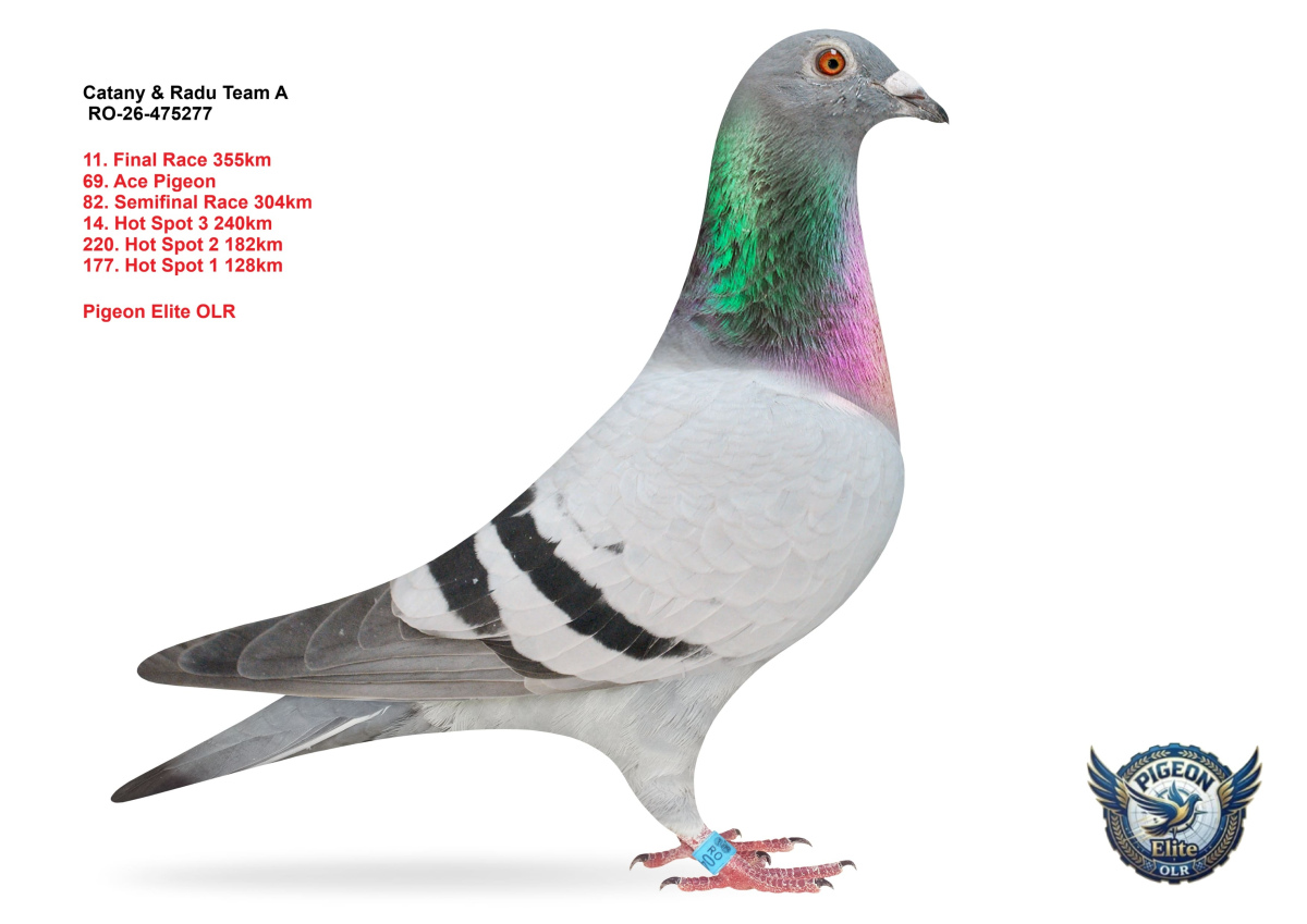 Pigeon Elite OLR 