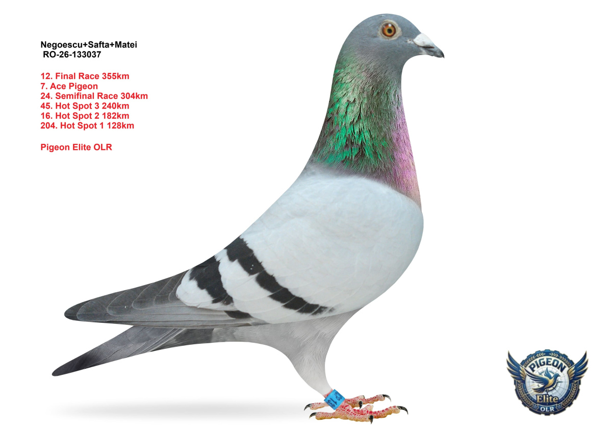 Pigeon Elite OLR 