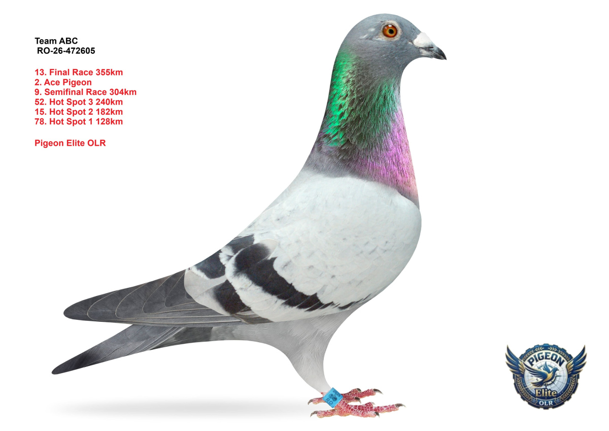 Pigeon Elite OLR 