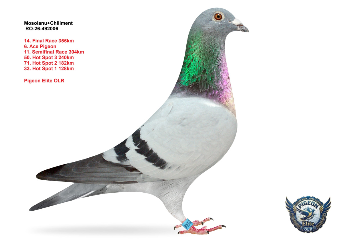 Pigeon Elite OLR 