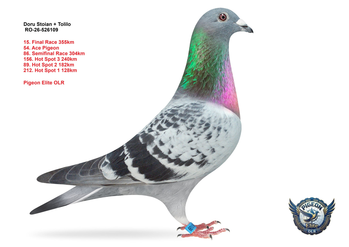 Pigeon Elite OLR 