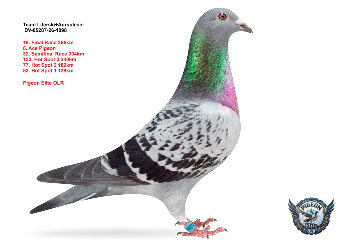 Pigeon Elite OLR 