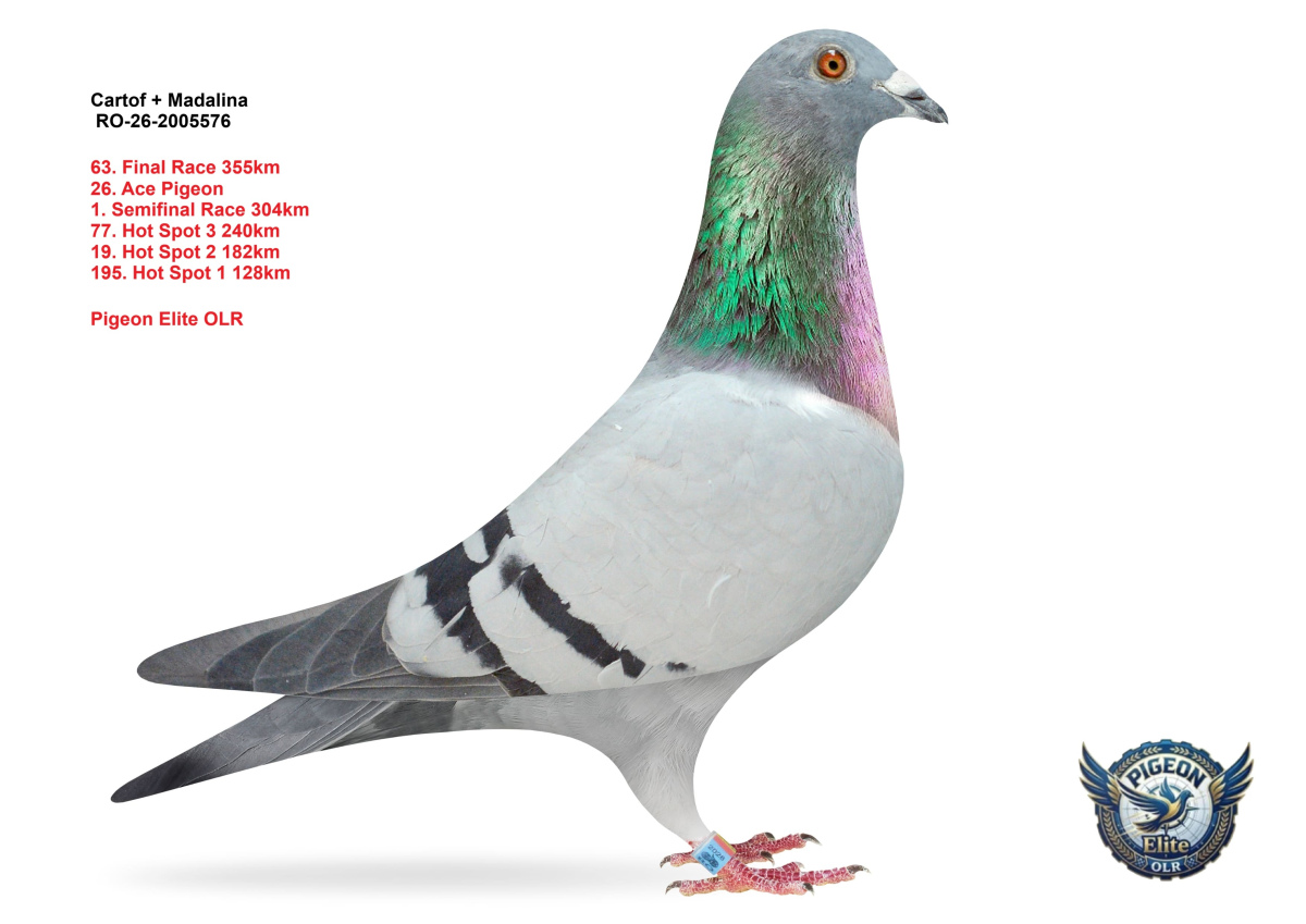 Pigeon Elite OLR 