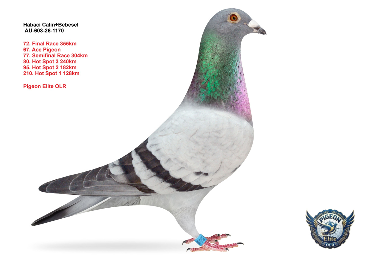 Pigeon Elite OLR 