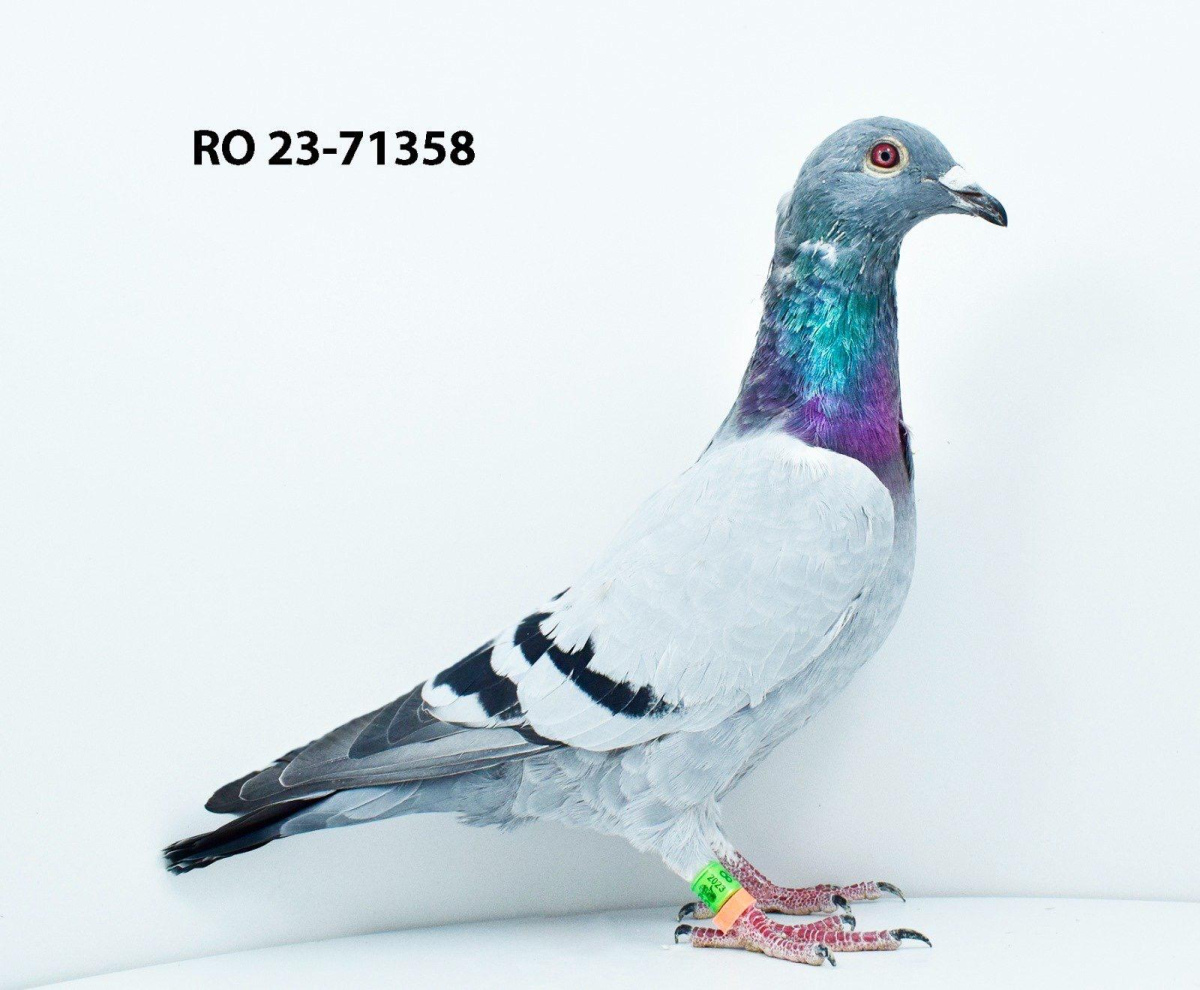 
57.  Final Race 422km KIRKOVO BG
114. Ace Pigeon

Derby Superstar OLR · Season 2026 - DIMITAR KARCHEV - B
 BG 26 19020

