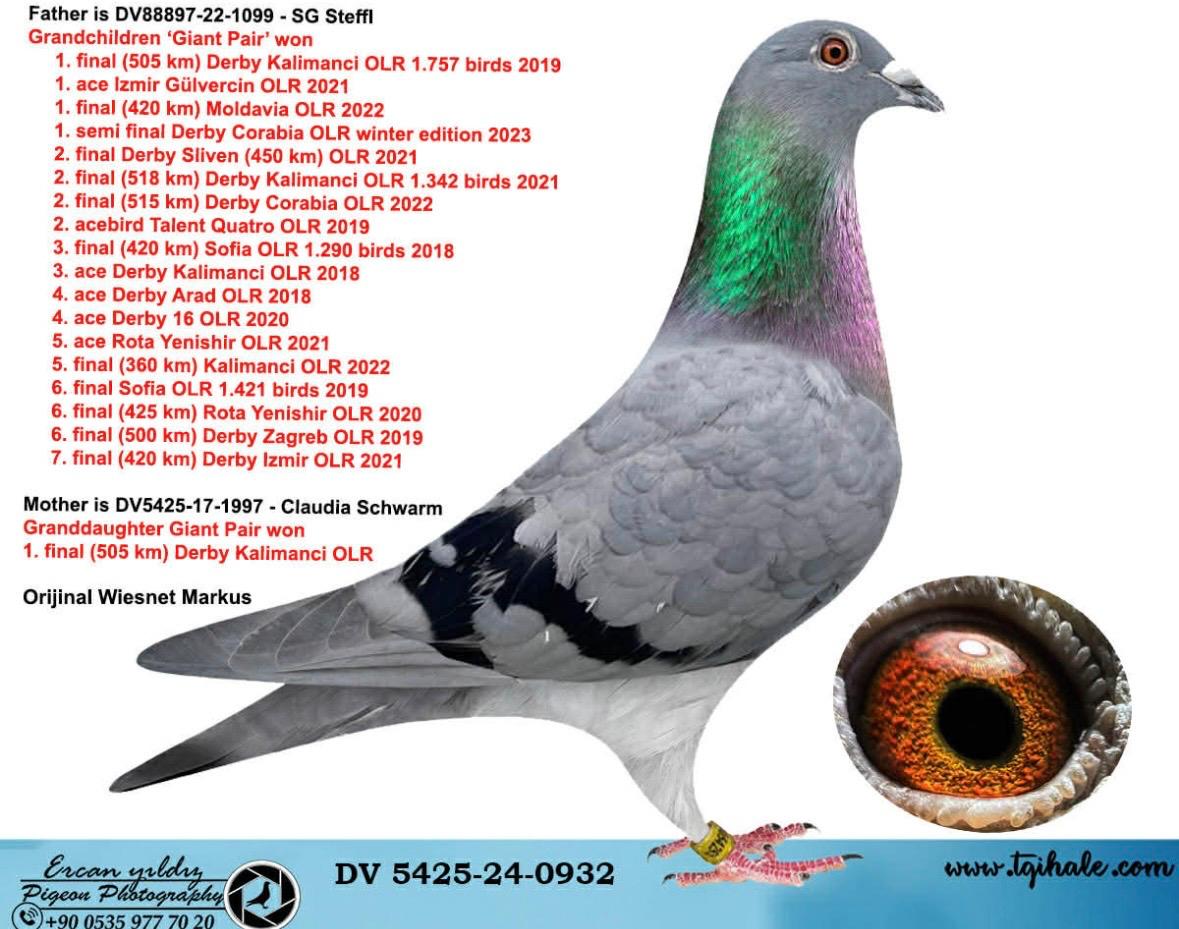 
57.  Final Race 422km KIRKOVO BG
114. Ace Pigeon

Derby Superstar OLR · Season 2026 - DIMITAR KARCHEV - B
 BG 26 19020

