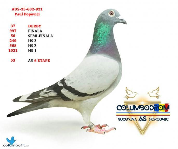 

59. Final Race 422km KIRKOVO BG
48. Ace Pigeon

Derby Superstar OLR · Season 2026 - PAUL POPOVICI - B
 AUS 602 26 917 