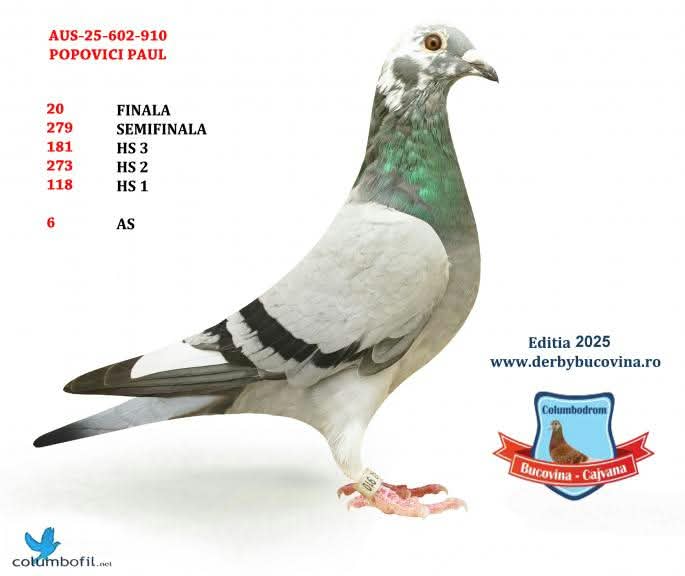 

59. Final Race 422km KIRKOVO BG
48. Ace Pigeon

Derby Superstar OLR · Season 2026 - PAUL POPOVICI - B
 AUS 602 26 917 