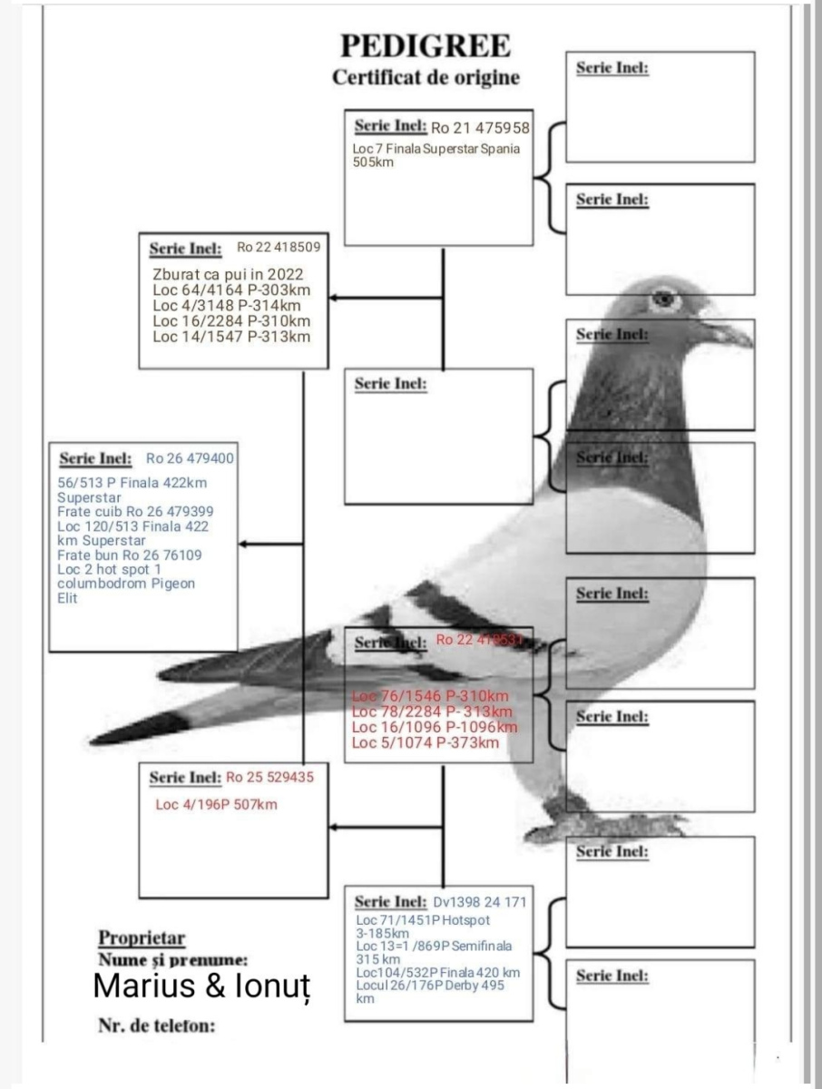 
56. Final Race 422km KIRKOVO BG
47. Ace Pigeon

Derby Superstar OLR · Season 2026 - MARIUS & IONUT
 RO 26 479400 
