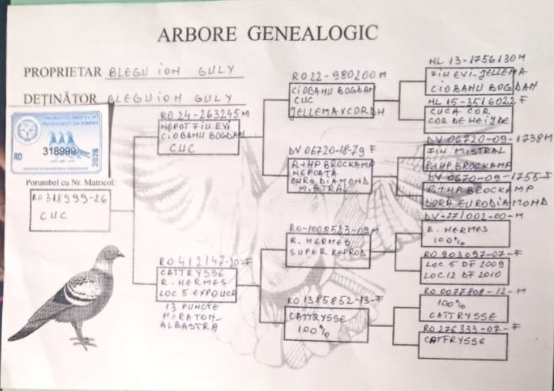 

19. Extra Derby NEA MUDANIA 540km,
10. Ace Pigeon 6 races,
61. Final Race ALEXANDROPOLIS 460km,
62. Semifinal Race POLYANA 334km VIP ACADEMY OLR · Season 2026 - BLEGU ION GULY
 RO-26-318999 