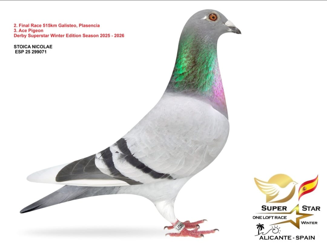 
62. Final Race 422km KIRKOVO BG
96. Ace Pigeon

Derby Superstar OLR · Season 2026 - STOICA NICOLAE - A
 ESP 26 143050 
