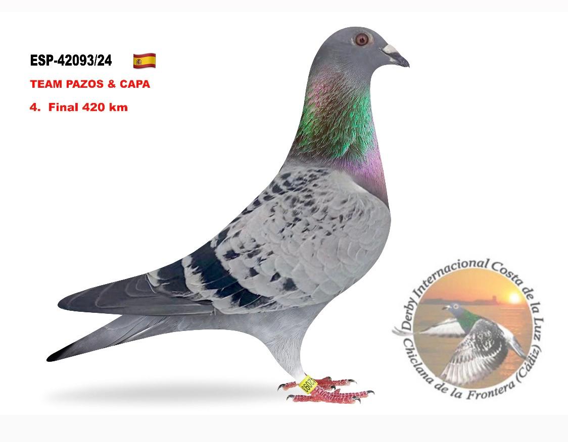 
62. Final Race 422km KIRKOVO BG
96. Ace Pigeon

Derby Superstar OLR · Season 2026 - STOICA NICOLAE - A
 ESP 26 143050 
