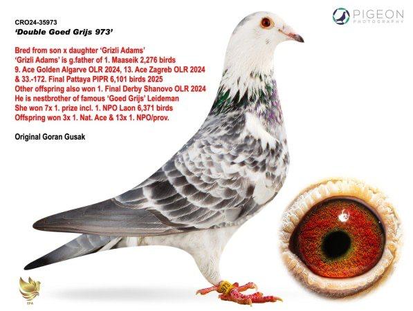 

69. Final Race 422km KIRKOVO BG
54. Ace Pigeon

Derby Superstar OLR · Season 2026 - 
ZAPOTYNSKYI - RATA 
 UKR 26 3369365 