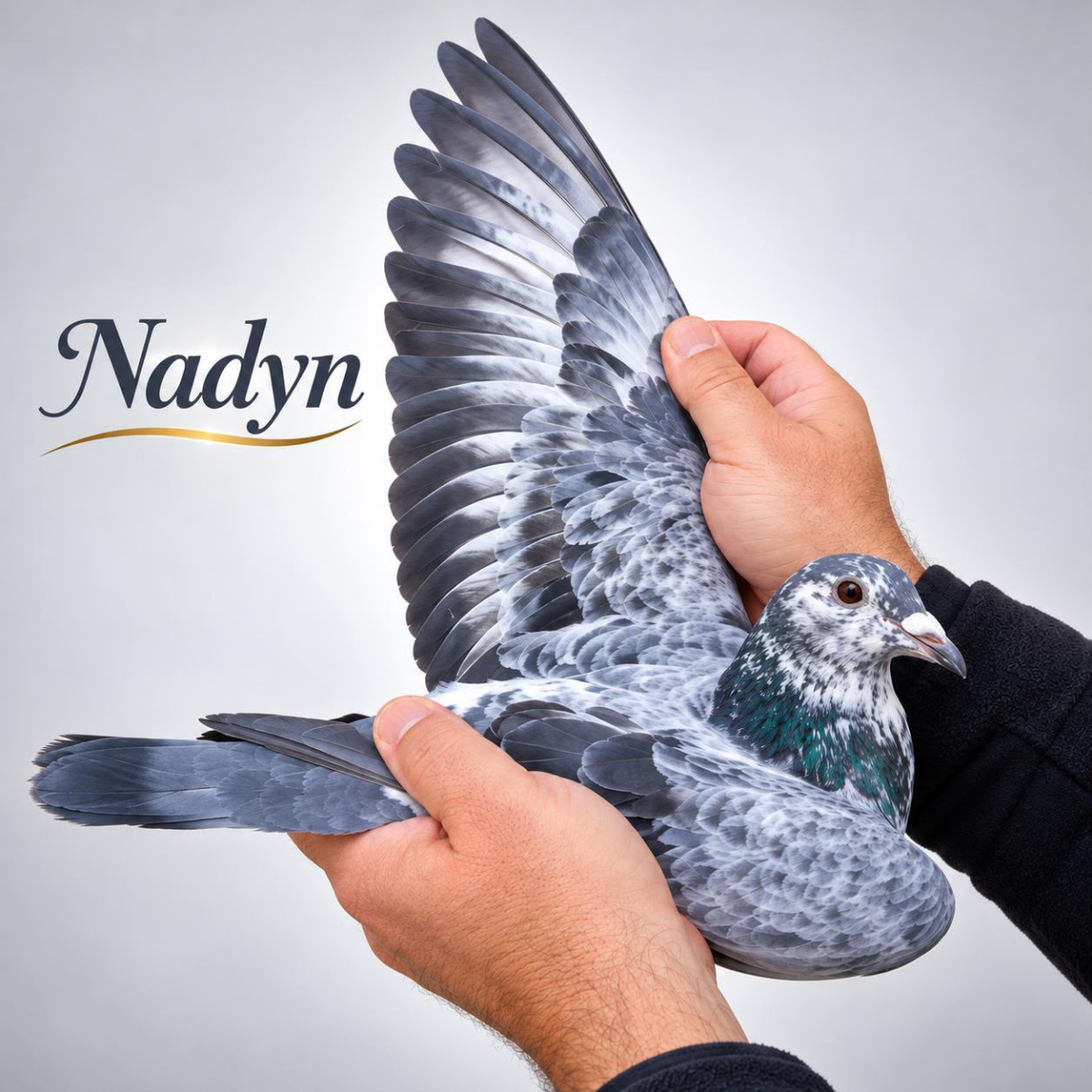 
80. Final Race 422km KIRKOVO BG
113. Ace Pigeon

Derby Superstar OLR · Season 2026 - 
ZAPOTYNSKYI - RATA - B
 UKR 26 3369363
