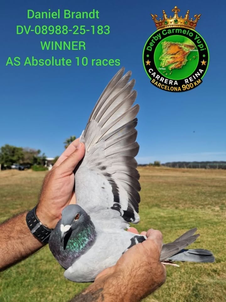 
98. Final Race 422km KIRKOVO BG
75. Ace Pigeon

Derby Superstar OLR · Season 2026 - 
DANIEL BRANDT
 DV 8988 26 212 
