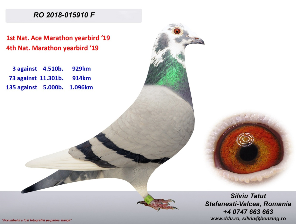 
100. Final Race 422km KIRKOVO BG
82. Ace Pigeon

Derby Superstar OLR · Season 2026 - SCUDERIA TATUT SILVIU
 IT 26 13753 

