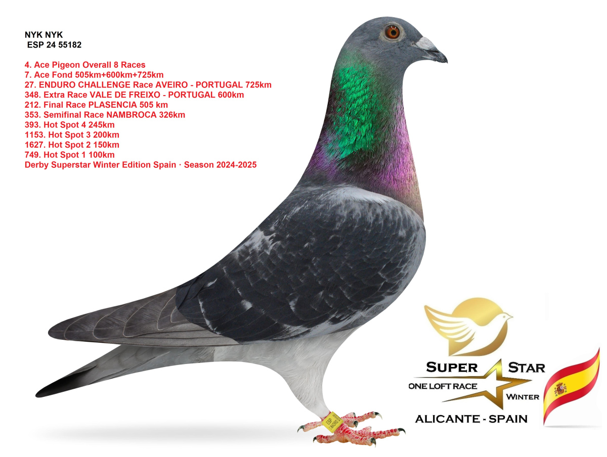 
97. Final Race 422km KIRKOVO BG
101. Ace Pigeon

Derby Superstar OLR · Season 2026  - TEAM NYK NYK & ALEX FAMILY - B
 ESP 26 30218
