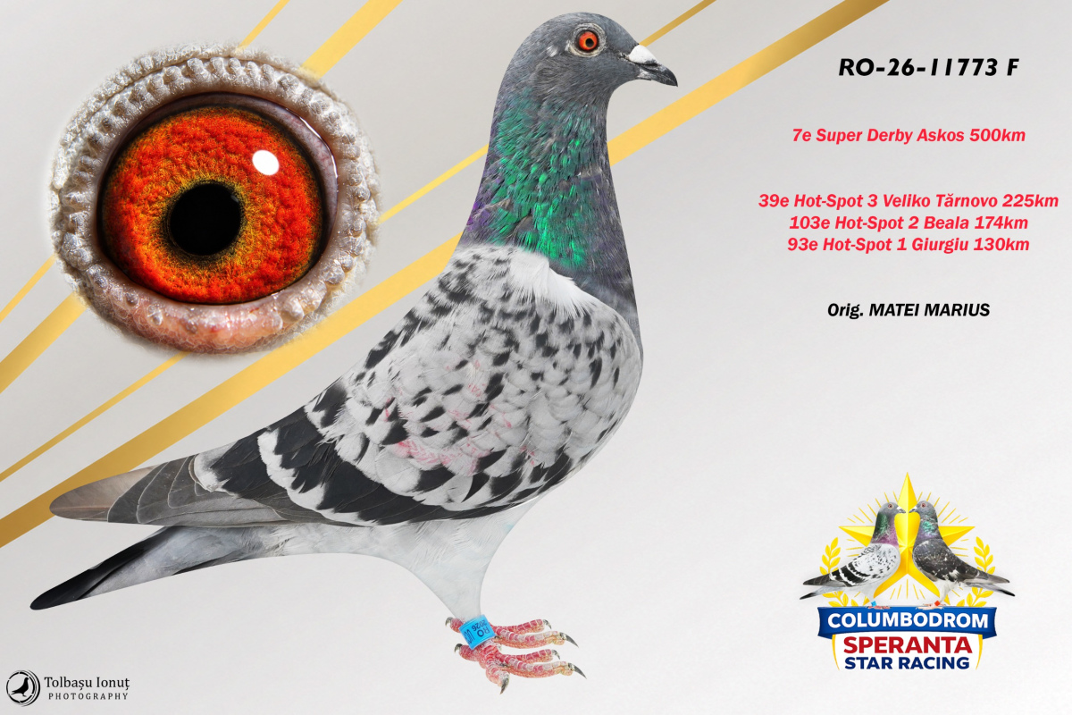 OLR Speranta - SUPER DERBY ASKOS 500km