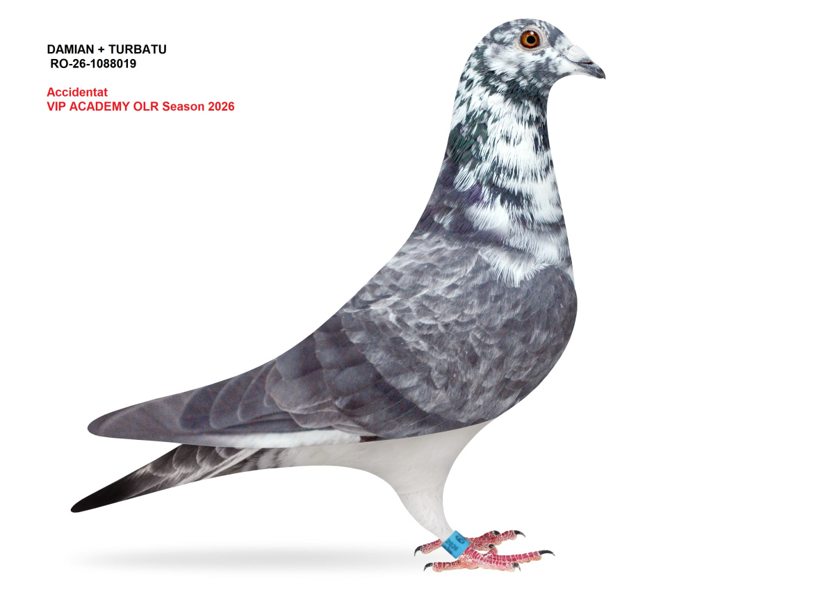 VIP Academy OLR · 2026 - Accidentati