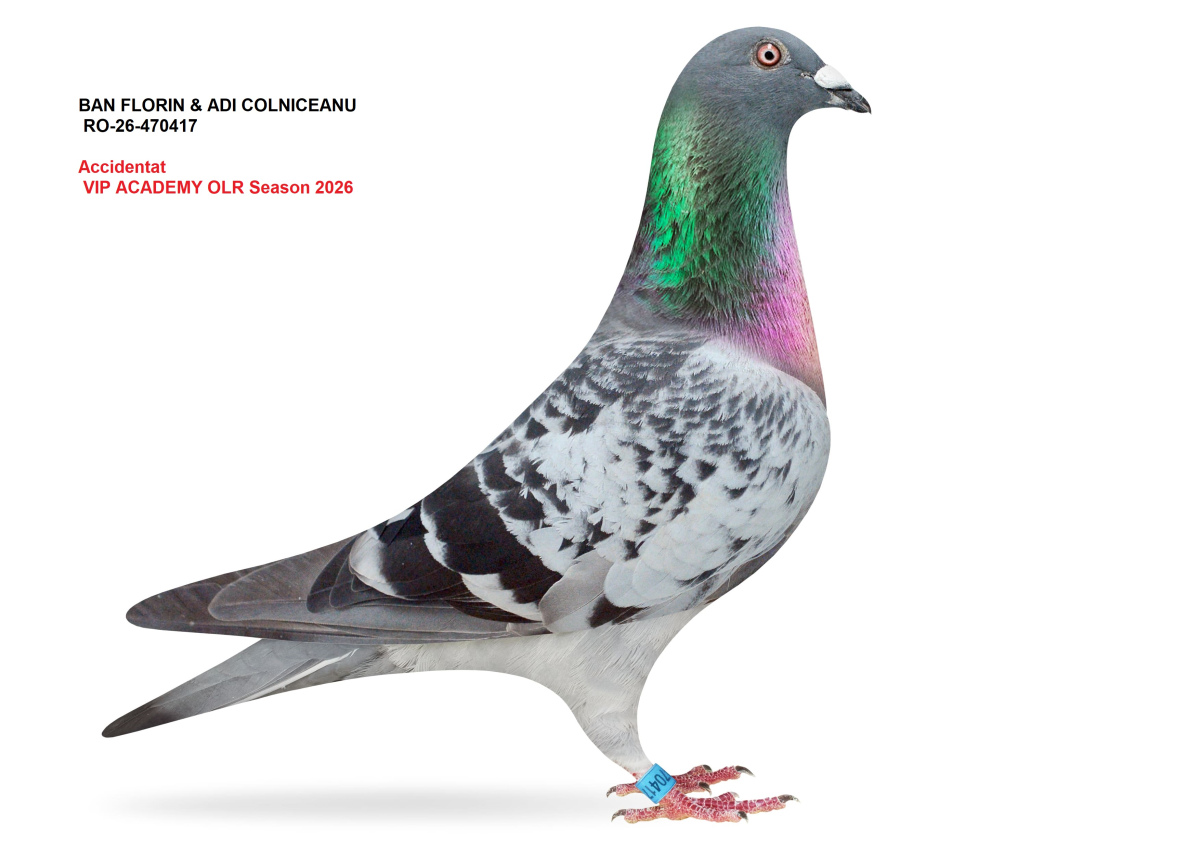 VIP Academy OLR · 2026 - Accidentati