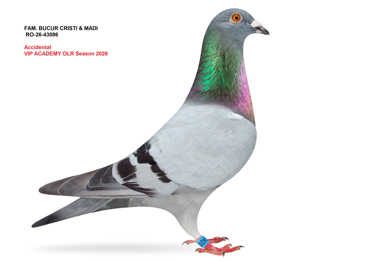 VIP Academy OLR · 2026 - Accidentati