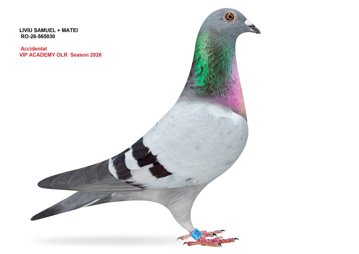 VIP Academy OLR · 2026 - Accidentati