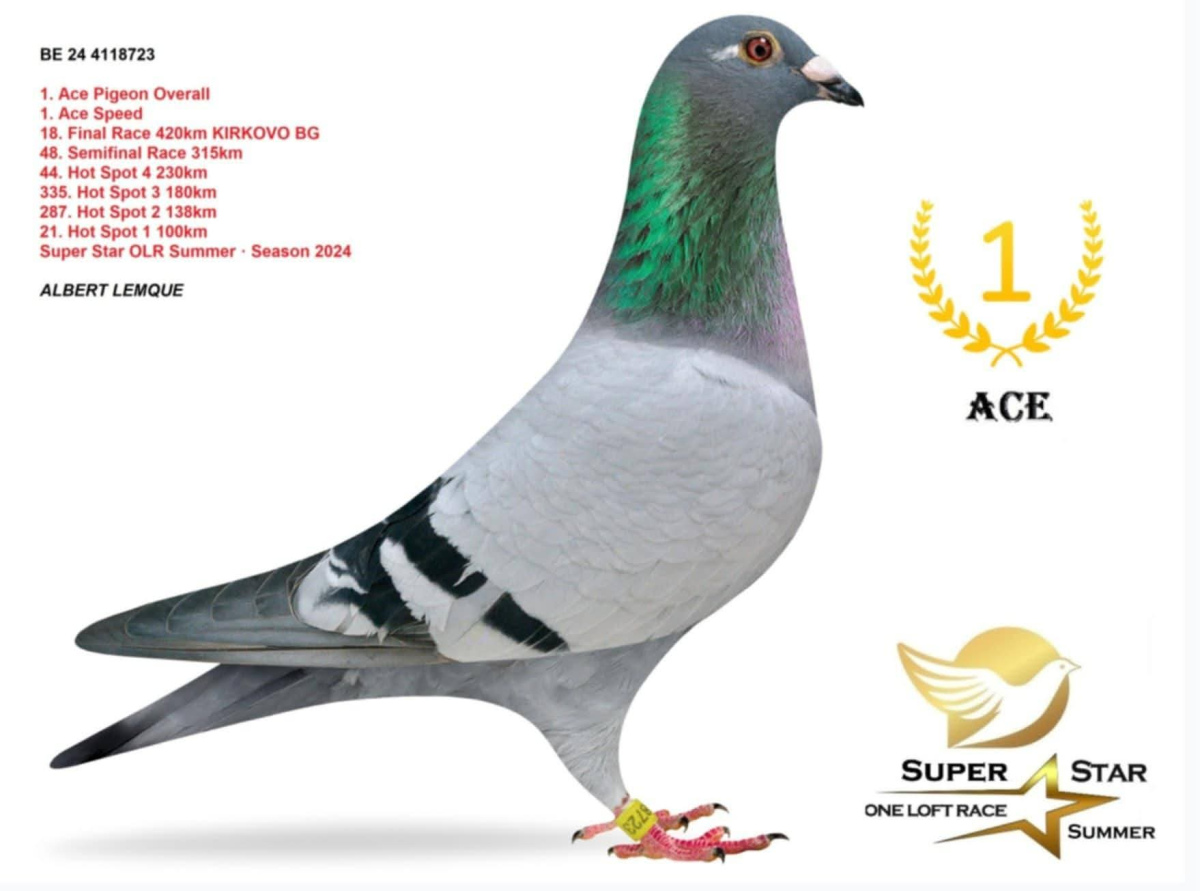 


111. Final Race 422km KIRKOVO BG
Derby Superstar OLR · Season 2026 - ALBERT LEMQUE LOFT
 BE 26 4143323 