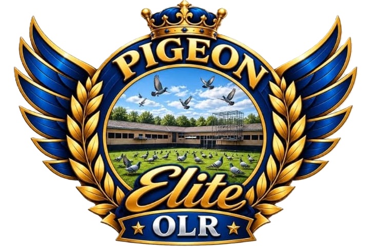  Pigeon Elite OLR - Super Derby Nea Moudania 518 km 