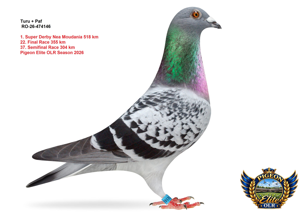  Pigeon Elite OLR - Super Derby Nea Moudania 518 km 