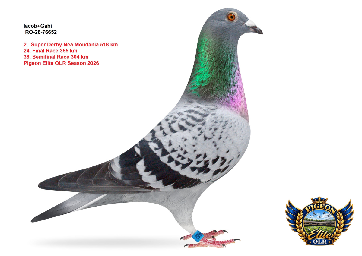 Pigeon Elite OLR - Super Derby Nea Moudania 518 km 